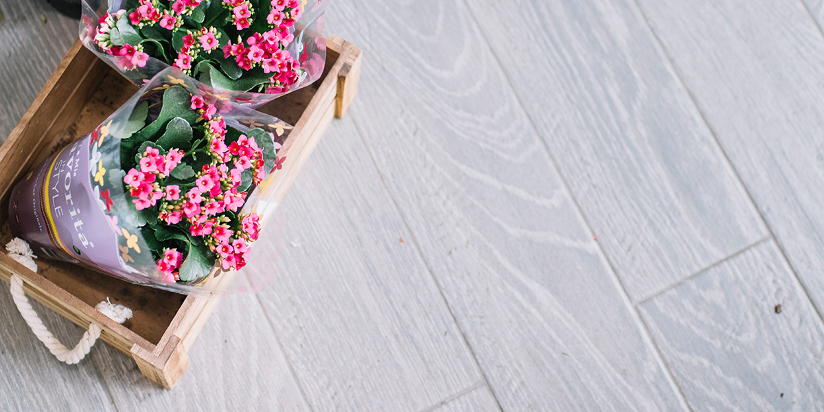 Rosa-Topfblumen-in-einer-Holzkiste-auf-dem-Boden