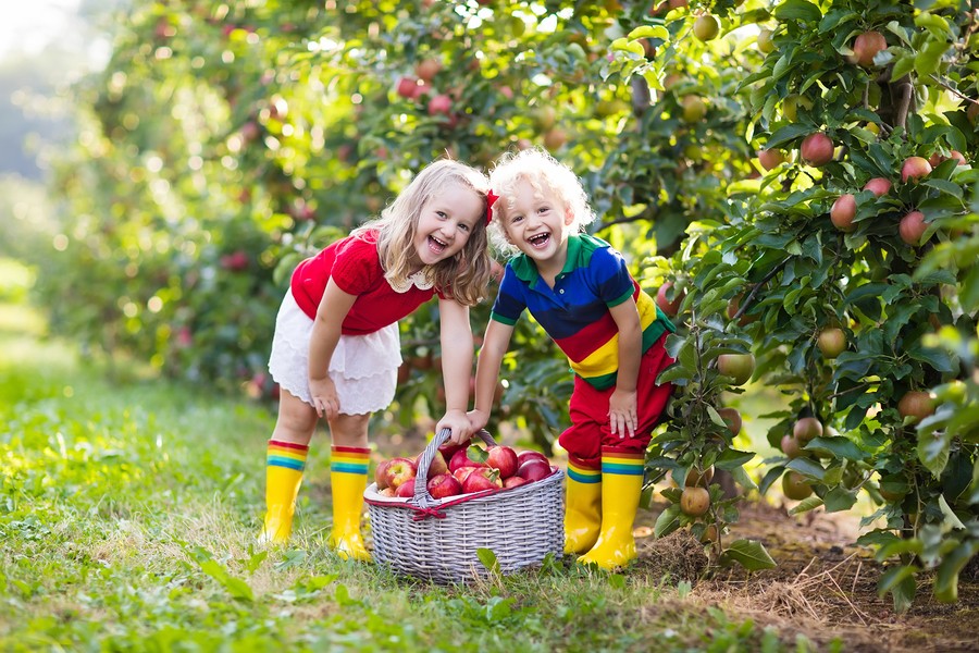 Kids Picking Apples In Fruit Garden